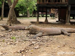 2 Komodo