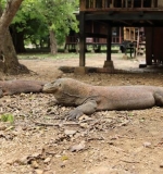 2 Komodo Dragons