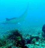 5 Manta Point