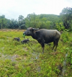 Buffalo near by Rinca