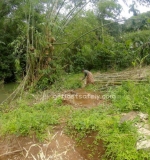 Local woman