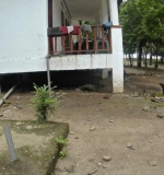 Komodo under the house (2)
