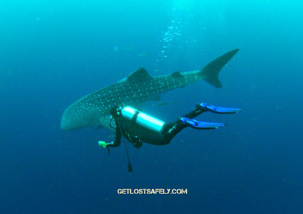 brigitta-whaleshark2marked