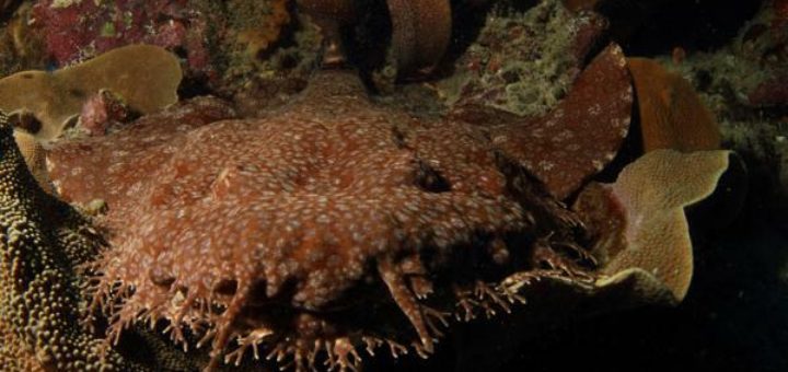 Wobbegong Shark