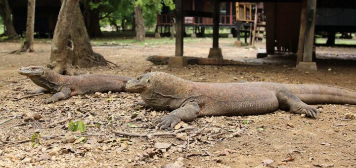 komodo dragon