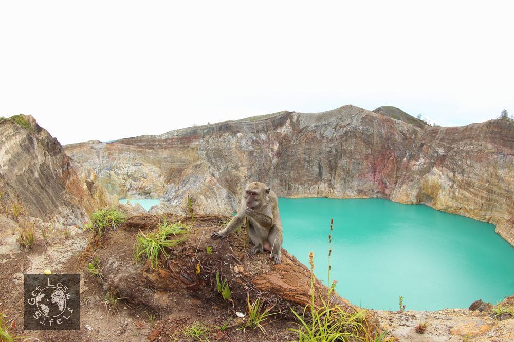 Monyet liar di sekitar danau