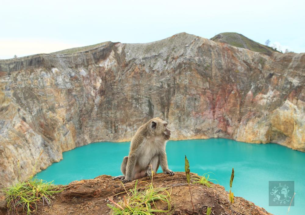 Monyet dan Danau Alapolo