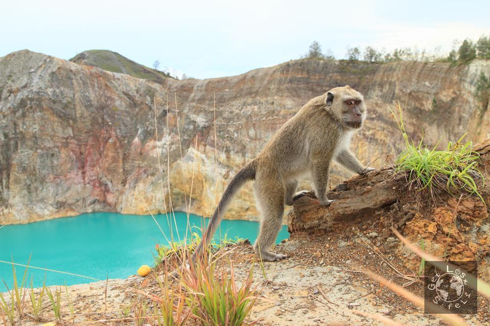 Monyet penunggu danau Alapolo