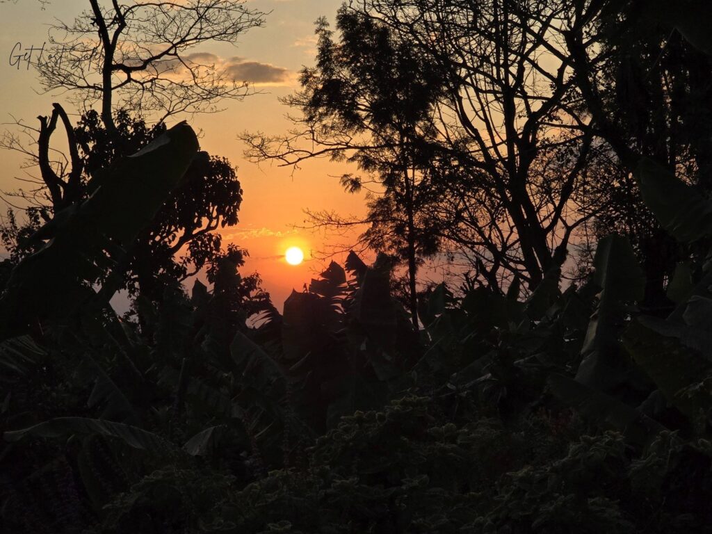Lit sunset behind the silhouette of trees 
