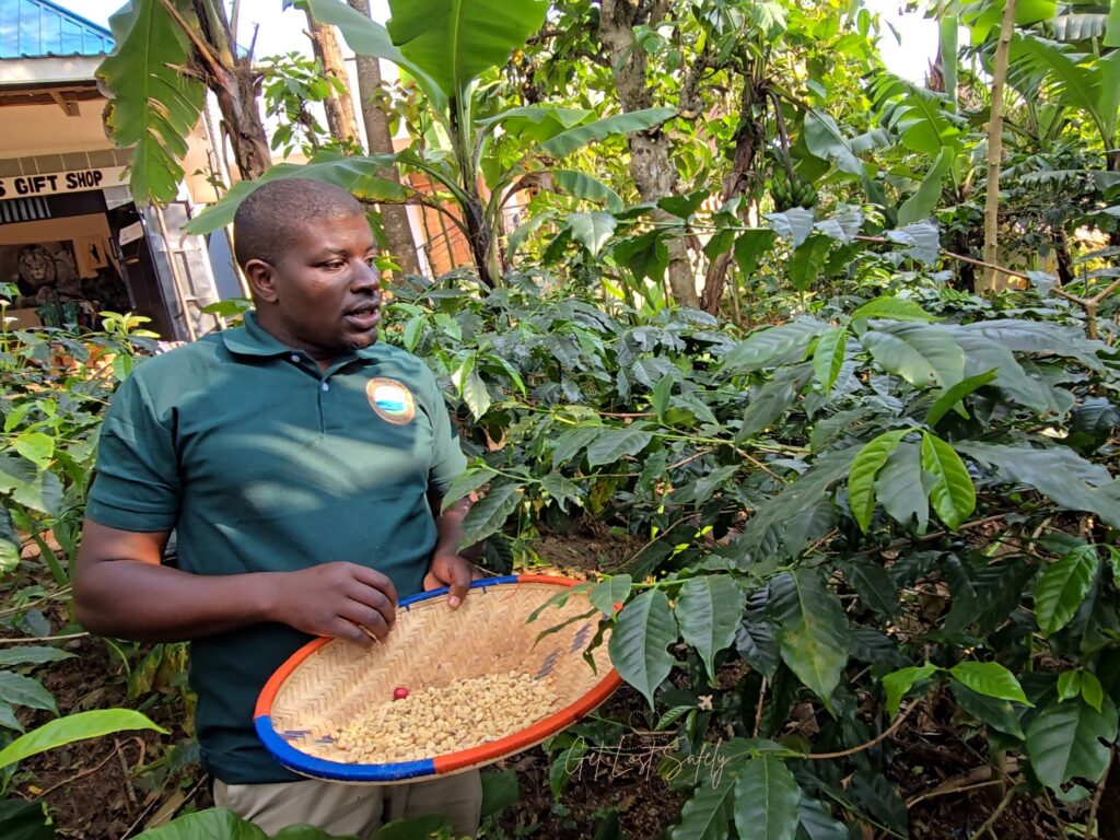 Pemandu wisata memegang biji kopi didalam tampah dan menjelaskan proses tanam kopi di depan tumbuhan kopi